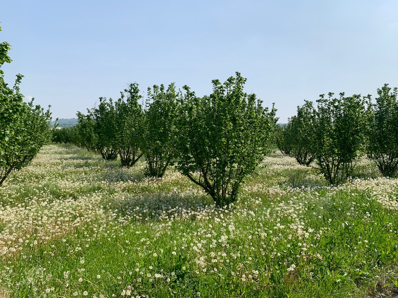 Hazelnut trees