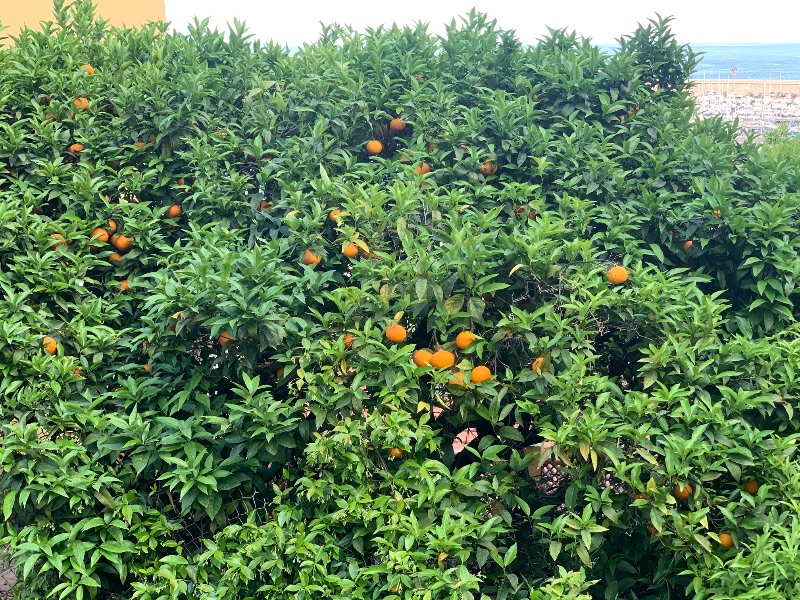 Orange trees in Menton