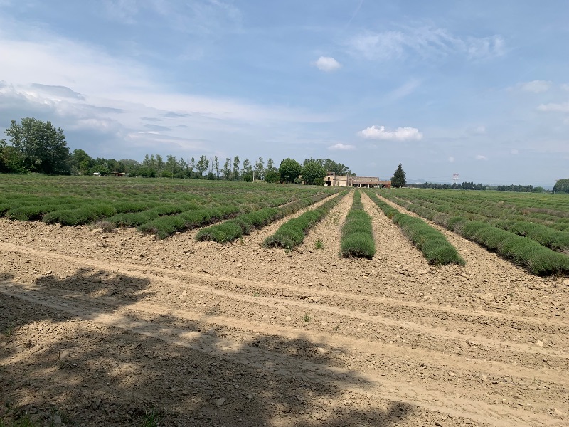 Lavender in preparation