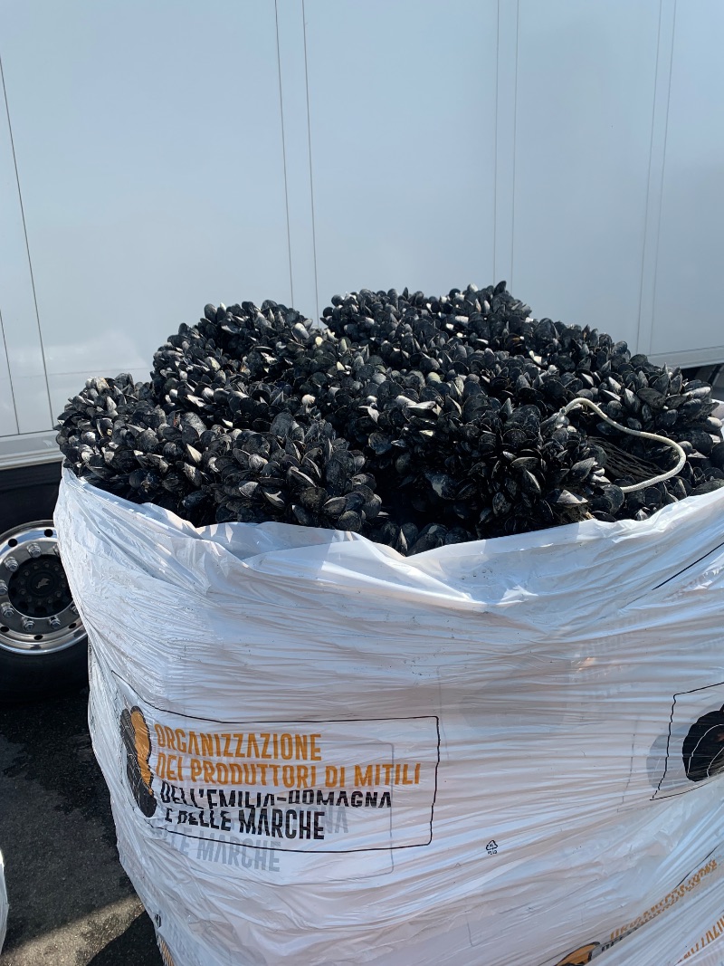Freshly caught mussels
