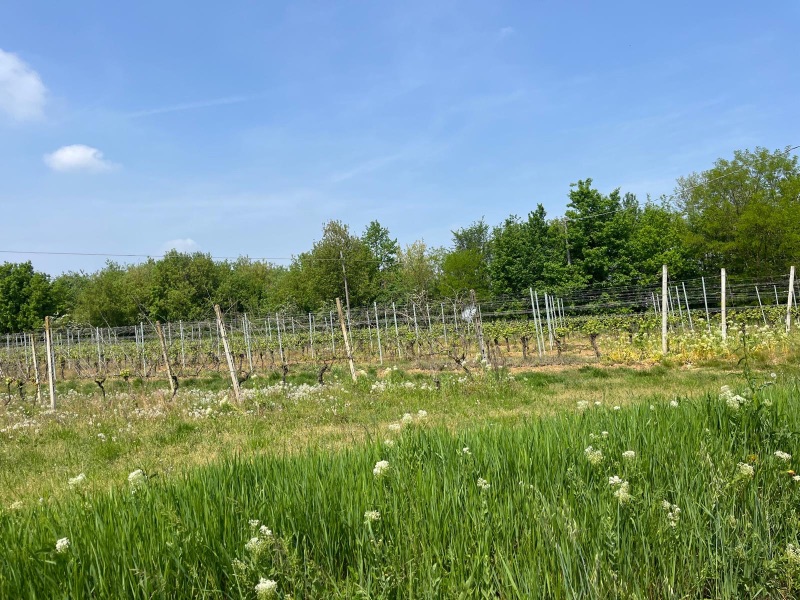 Vineyard