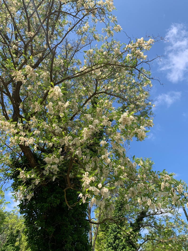 Acacia